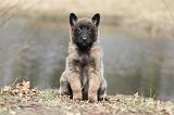 MALINOIS 661